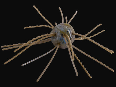 Strike King Tumbleweed Salted