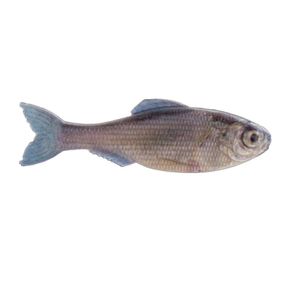 6th Sense Panorama Swimbait